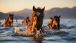 horses swimming across a river at sunset