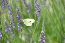 Small White Butterfly Aka Cabbage White Or Cabbage Butterfly On Lavender Bush