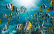 Tropical fish with sunlight underwater in the pacific ocean (shoal of Pacific double-saddle butterflyfish), French Polynesia
