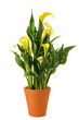 Yellow calla plant in vase
