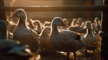 Ducks And Geese On A Poultry Farm. Free Range. Ecology. Generative AI