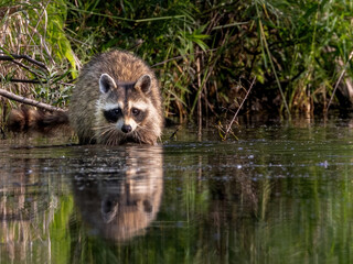 racoon in water