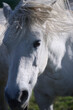 Portrait eines schönen weißen Pferdes