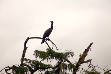 Wall Mural - Silhouette of a neotropic Cormorant (Phalacrocorax brasilianus) perched at the top of a tree in the Cuyabeno Wildlife Reserve, outside of Lago Agrio, Ecuador