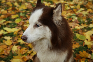 Wall Mural - Funny Husky dog in autumn park, closeup