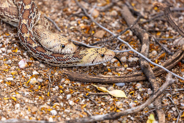 Wall Mural - Male and female Sonoran gopher snakes, Pituophis catenifer affinis, busy reproducing and making baby snakes in the Sonoran Desert. Two large reptiles copulating. Pima County, Tucson, Arizona, USA. 
