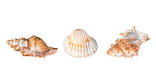 Three Seashells Isolated Cutout On Transparent