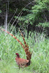 Poster - Copper Pheasant (Syrmaticus soemmerringii) ssp.soemmerringii, north Kyushu subspecies, in Japan