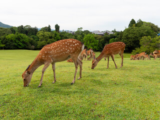 Poster - 食事をする奈良公園の鹿の群れ