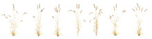 Set Of Dry Fountain Grass With Isolated On Transparent Background. PNG File, 3D Rendering Illustration, Clip Art And Cut Out