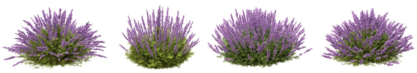 Set of lavender flowers with isolated on transparent background. PNG file, 3D rendering illustration, Clip art and cut out
