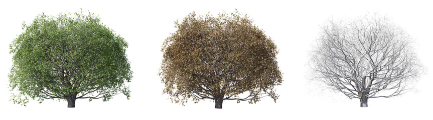 set of acer pseudoplatanus tree with isolated on transparent background. png file, 3d rendering illu