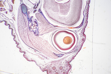 The study of tissue samples of Trachea of Cat, Epididymis, Prostate, Uterus with embryo of rat and Mammary gland cow  under the microscope in Lab.