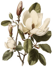Magnolia Flower Isolated On Transparent Background, Old Botanical Illustration