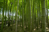 Fototapeta Dziecięca - A green bamboo forest in spring sunny day