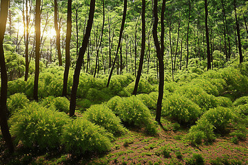 forest, tree, nature, green, landscape, wood, jungle, natural