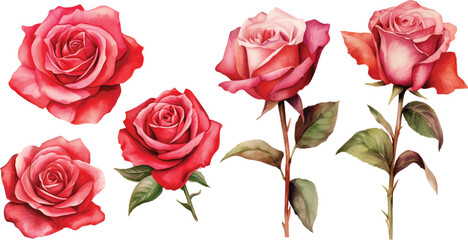 set red rose, beautiful flower on an isolated white background, watercolor vector illustration, bota