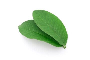 Wall Mural - Fresh guava leaf isolated on white background , top view , flat lay.