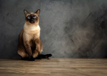 Siamese Cat With Blue Eyes Sitting On Wooden Table With Black Background. Blue Diamond Cat Sitting In The Studio.Thai Cat Looking Something.