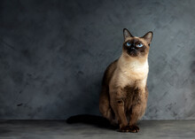 Siamese Cat With Blue Eyes Sitting On Cement Floor With Black Background. Blue Diamond Cat Sitting In The Studio.Thai Cat Looking Something.