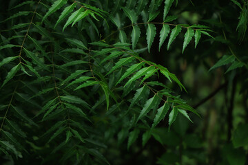 Medicinal ayurvedic azadirachta indica or Neem leaves and flowers. Very powerful Indian medicinal tree.