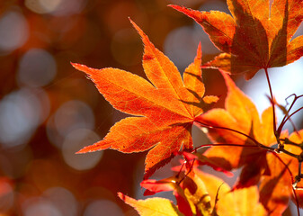 Wall Mural - cluseup on beautiful red leaf of a japanese maple tree in sunny light - autumnal colors