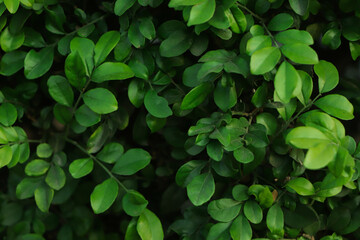 Wall Mural - Fresh green leaf background in tropical forest