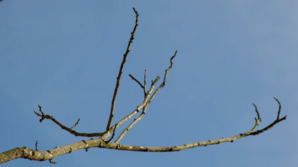 Wall Mural - Dry branch tree with clear blue background. View from bottom. copy space, design element.