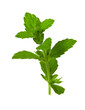 A sprig of fresh lemon balm, a fragrant plant for healing. Images with a transparent background.