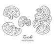 © chekiwart - Reishi mushroom hand drawn collection