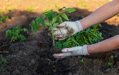 Wall Mural - Woman farmer planting seedlings of tomatoes in the garden. Selective focus.