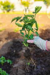 Wall Mural - Woman farmer planting seedlings of tomatoes in the garden. Selective focus.