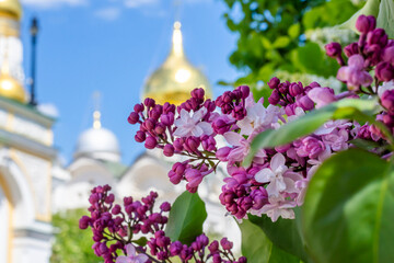 Wall Mural - Lilac against the background of the Assumption Cathedral of the Moscow Kremlin (blurred focus), Moscow, Russia