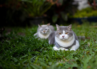 Wall Mural - Scottish fold cat sitting in the garden with green grass. Tabby blue cat looking at something in the park.