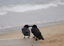 Crow Kiss On The Beach