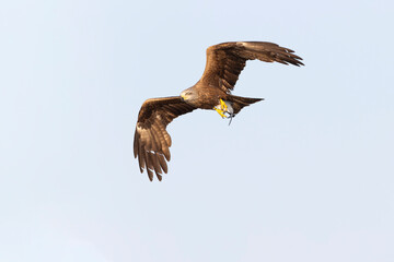 Wall Mural - A black kite (Milvus migrans) flying and cathing a fish.