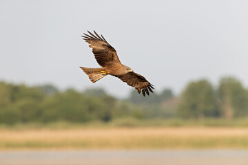 Wall Mural - A black kite (Milvus migrans) in flight.