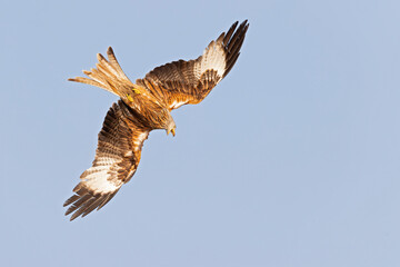 Wall Mural - A red kite (Milvus milvus) in flight.