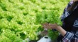 © Natee Meepian - farmer female smiling and holding vegetables with hydroponic fresh green produce in greenhouse garden nursery farm, smart farming, agriculture business concept