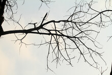Silhouette Tree Branch With Sky Background
