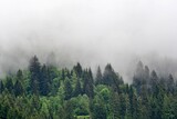 Fototapeta Storczyk - Alpejski las we mgle