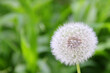 Close up of bright white dandelions among the green meadows. Natural Beautiful springtime Background Concept.