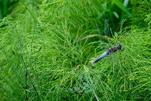 The Dragonfly Black-tailed Skimmer On The Green Equisetum Or Horsetail Background. Mature Male. Orthetrum Cancellatum. Copy Space. 