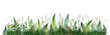 Fern field illustration. Background with green fern leaves and herbs.