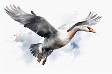 Watercolor Painted Grey Goose On A White Background.