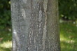 Tree trunk of Castanea sativa, the sweet chestnut, Spanish chestnut or just chestnut, is a species of tree in the family Fagaceae. Hanover, Germany.