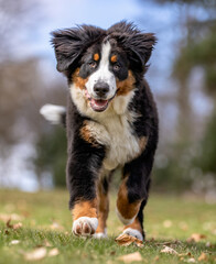 Wall Mural - Bernese mountain dog