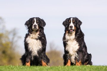 Sticker - Bernese mountain dog