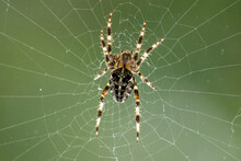Spider On A Patio Window. Araneus Diadematus (Garden Spider Or Garden Cross Spider)