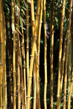 Fototapeta Dziecięca - Closeup of sunlit Bamboo, Devon England
